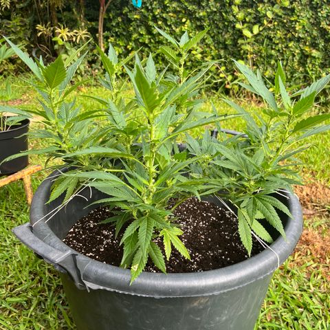 Green Gelato growlog timeline photo