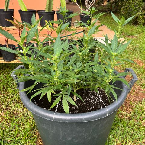 Green Gelato growlog timeline photo