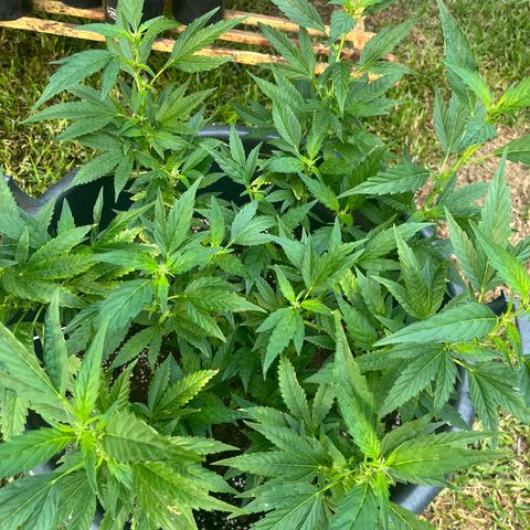 Green Gelato growlog timeline photo