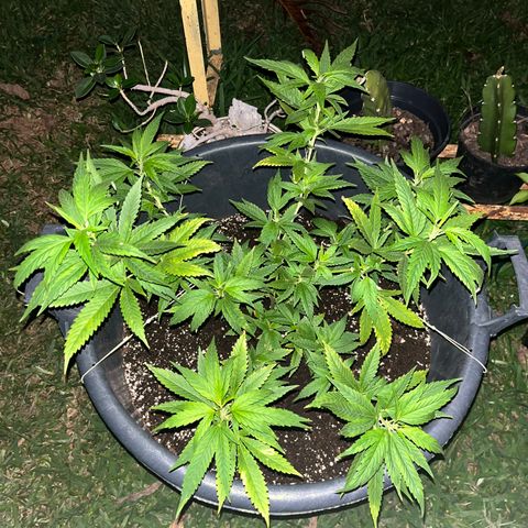 Green Gelato growlog timeline photo