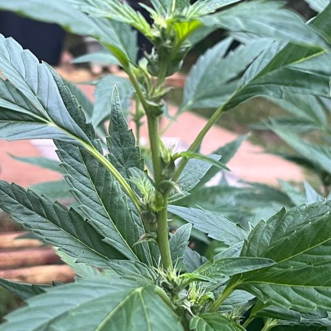 Green Gelato growlog timeline photo