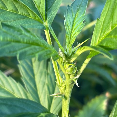 Green Gelato growlog timeline photo