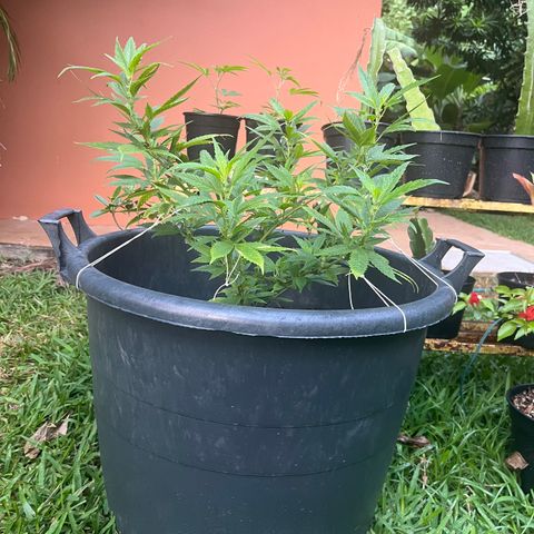 Green Gelato growlog timeline photo