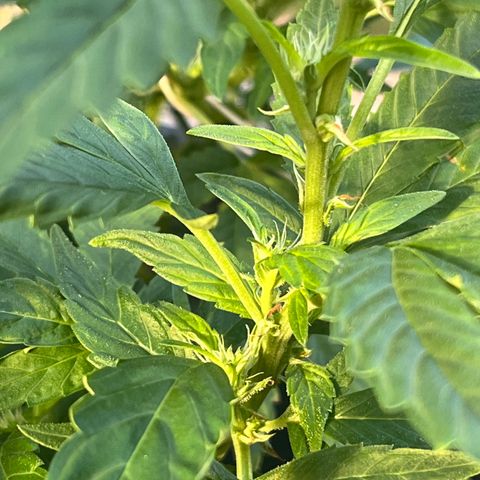 Green Gelato growlog timeline photo