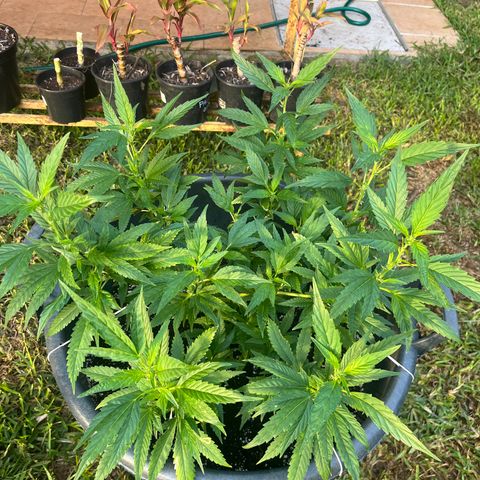 Green Gelato growlog timeline photo