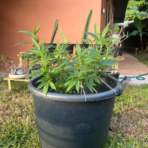 Green Gelato growlog timeline photo