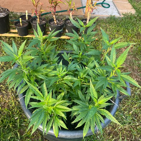 Green Gelato growlog timeline photo