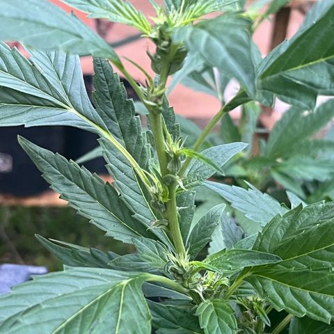 Green Gelato growlog timeline photo