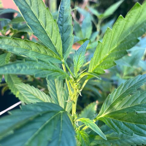 Green Gelato growlog timeline photo