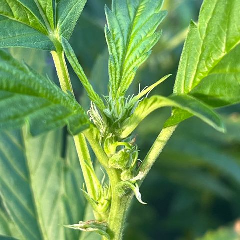 Green Gelato growlog timeline photo