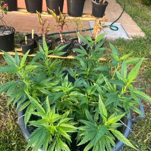 Green Gelato growlog timeline photo