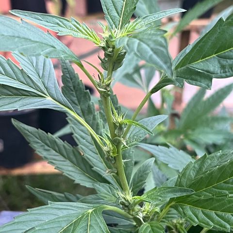 Green Gelato growlog timeline photo