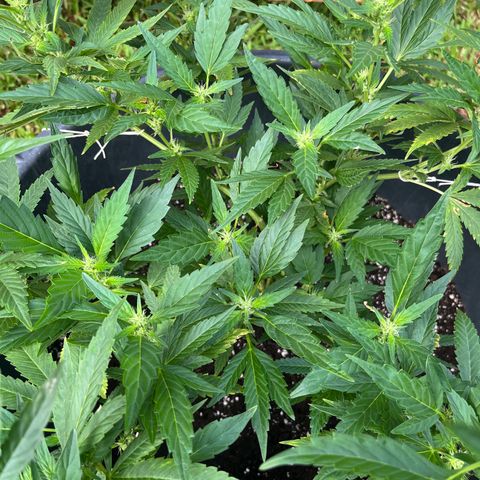 Green Gelato growlog timeline photo