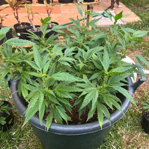 Green Gelato growlog timeline photo