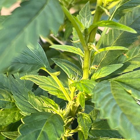 Green Gelato growlog timeline photo