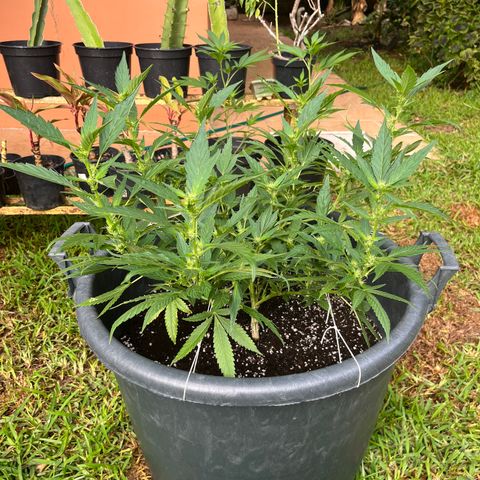 Green Gelato growlog timeline photo