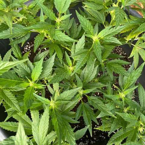 Green Gelato growlog timeline photo