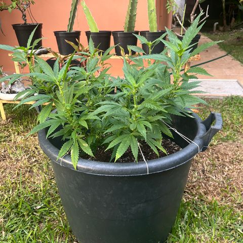 Green Gelato growlog timeline photo
