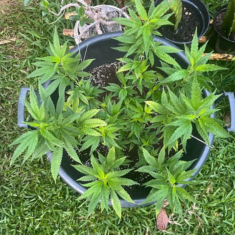 Green Gelato growlog timeline photo