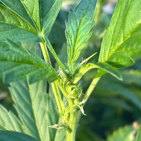 Green Gelato growlog timeline photo