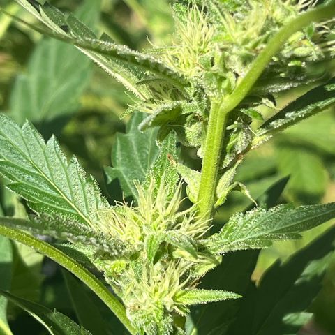 Green Gelato growlog timeline photo