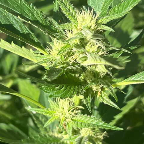 Green Gelato growlog timeline photo