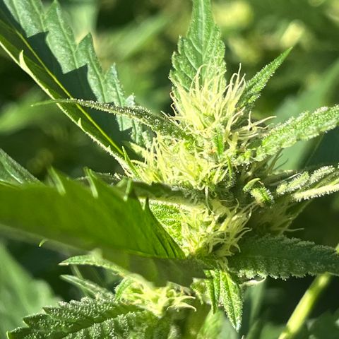 Green Gelato growlog timeline photo