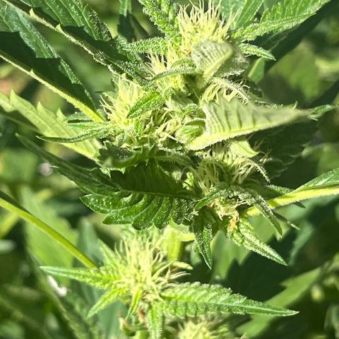 Green Gelato growlog timeline photo