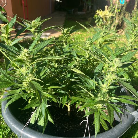 Green Gelato growlog timeline photo