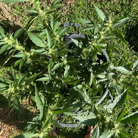 Green Gelato growlog timeline photo