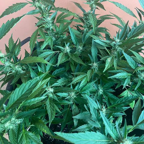 Green Gelato growlog timeline photo