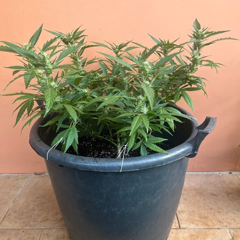 Green Gelato growlog timeline photo