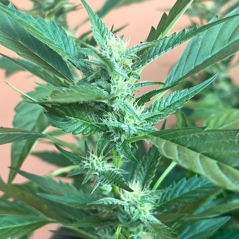 Green Gelato growlog timeline photo