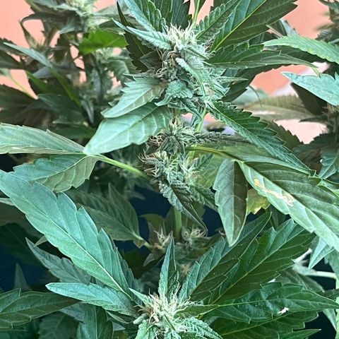 Green Gelato growlog timeline photo