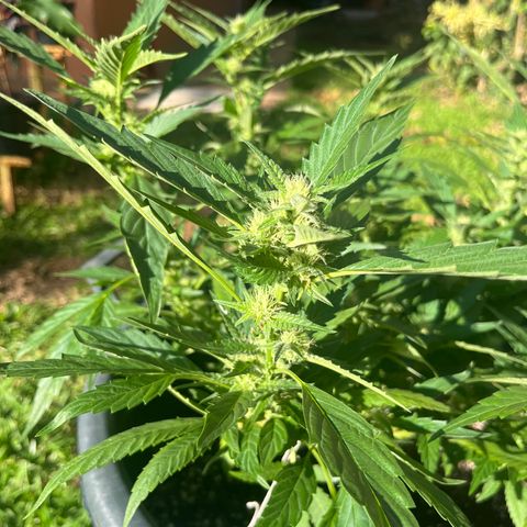 Green Gelato growlog timeline photo