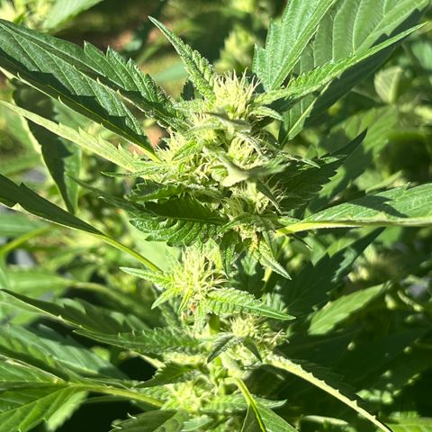 Green Gelato growlog timeline photo