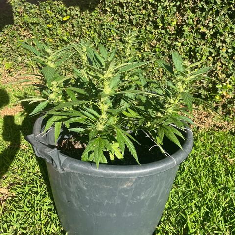 Green Gelato growlog timeline photo