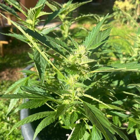 Green Gelato growlog timeline photo