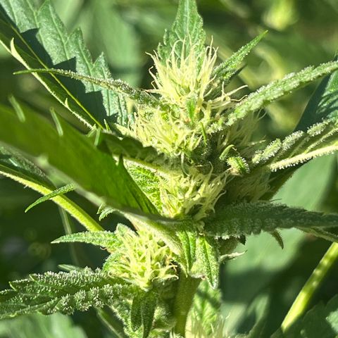 Green Gelato growlog timeline photo