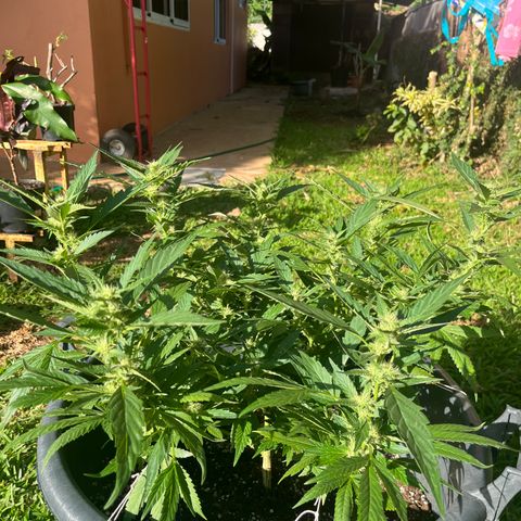 Green Gelato growlog timeline photo
