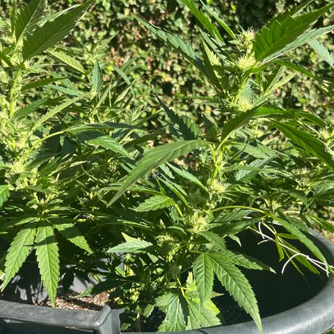Green Gelato growlog timeline photo