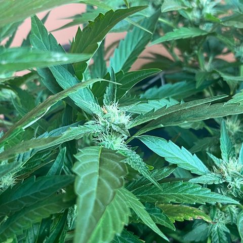 Green Gelato growlog timeline photo