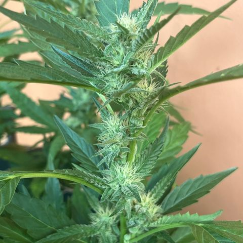 Green Gelato growlog timeline photo
