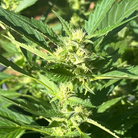 Green Gelato growlog timeline photo