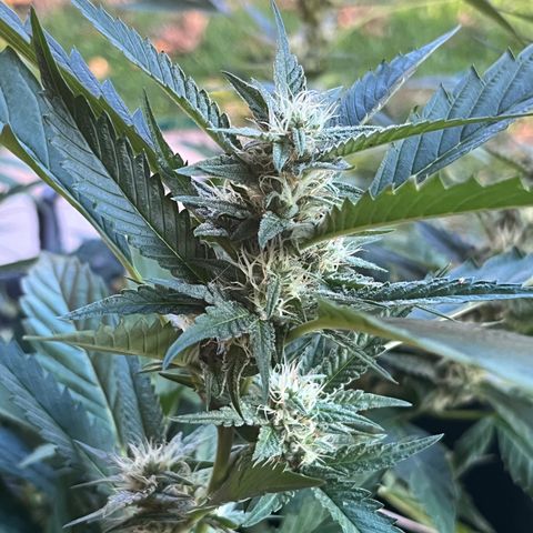 Green Gelato growlog timeline photo