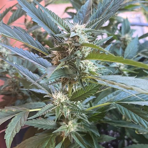 Green Gelato growlog timeline photo