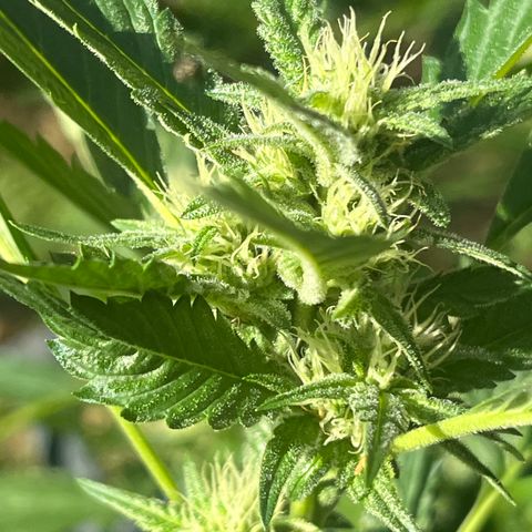 Green Gelato growlog timeline photo