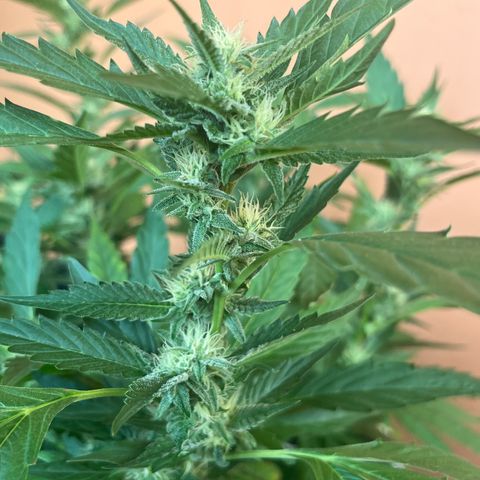 Green Gelato growlog timeline photo