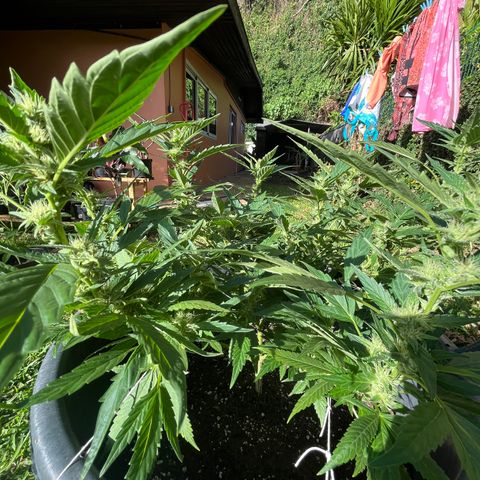 Green Gelato growlog timeline photo