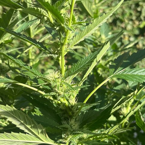 Green Gelato growlog timeline photo